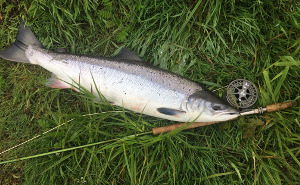 Salmon